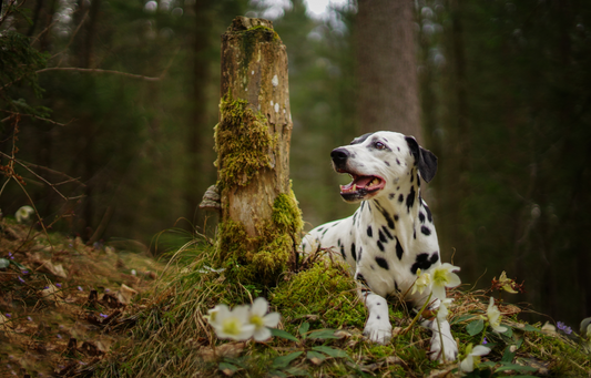 What the world looks like to a dog