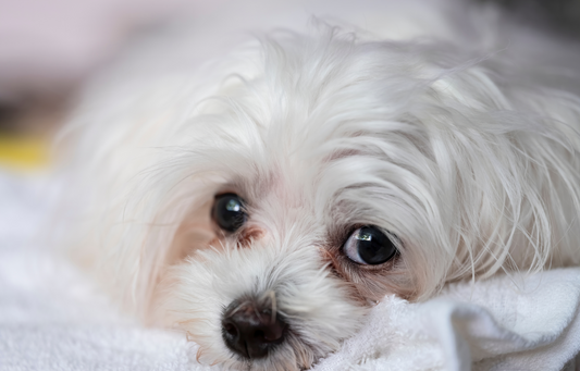 How to clean up your dog's tear stains?