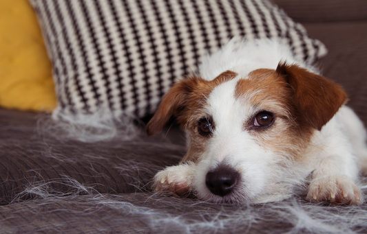 Dogs shed serious hair how to do
