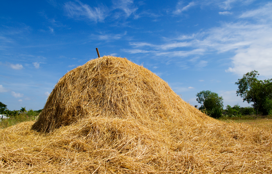 Paper can be made without cutting down trees, effectively using renewable resources.