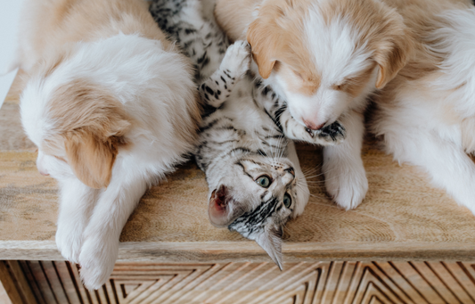 How to clean your pet well without a bath