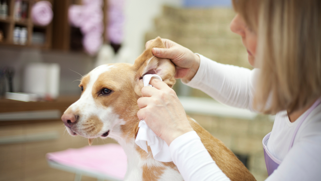 Are pet wipes safe for dogs?