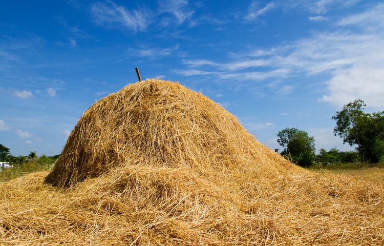 Paper can be made without cutting down trees, effectively using renewa